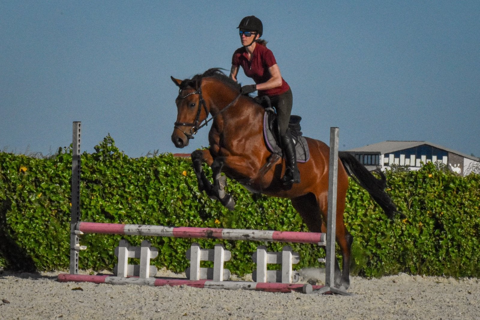 4 jarige Douglas x Numero Uno merrie, Merrie, Springpaard, 3 tot 6 jaar, 165 tot 170 cm