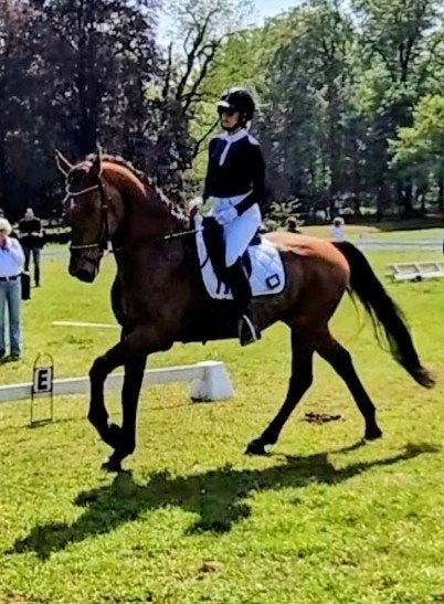 Dressuurpaard te koop (Scolari x Tuschinski), Dieren en Toebehoren, Paarden, Met stamboom, Ruin, Dressuurpaard, 170 tot 175 cm