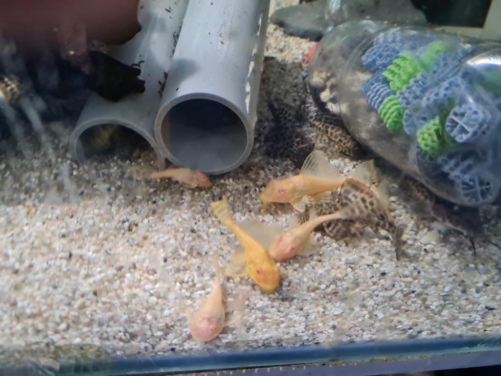 Albino Gibbiceps, Algeneter, Dieren en Toebehoren, Vis, Zoetwatervis