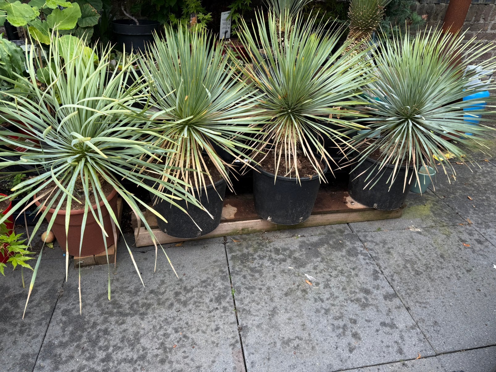 Yucca Rostrata, Ophalen of Verzenden, Volle zon