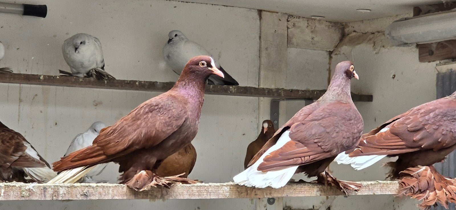 SAKSISCHE RODE WITSTAART, Dieren en Toebehoren, Meerdere dieren, Overige soorten