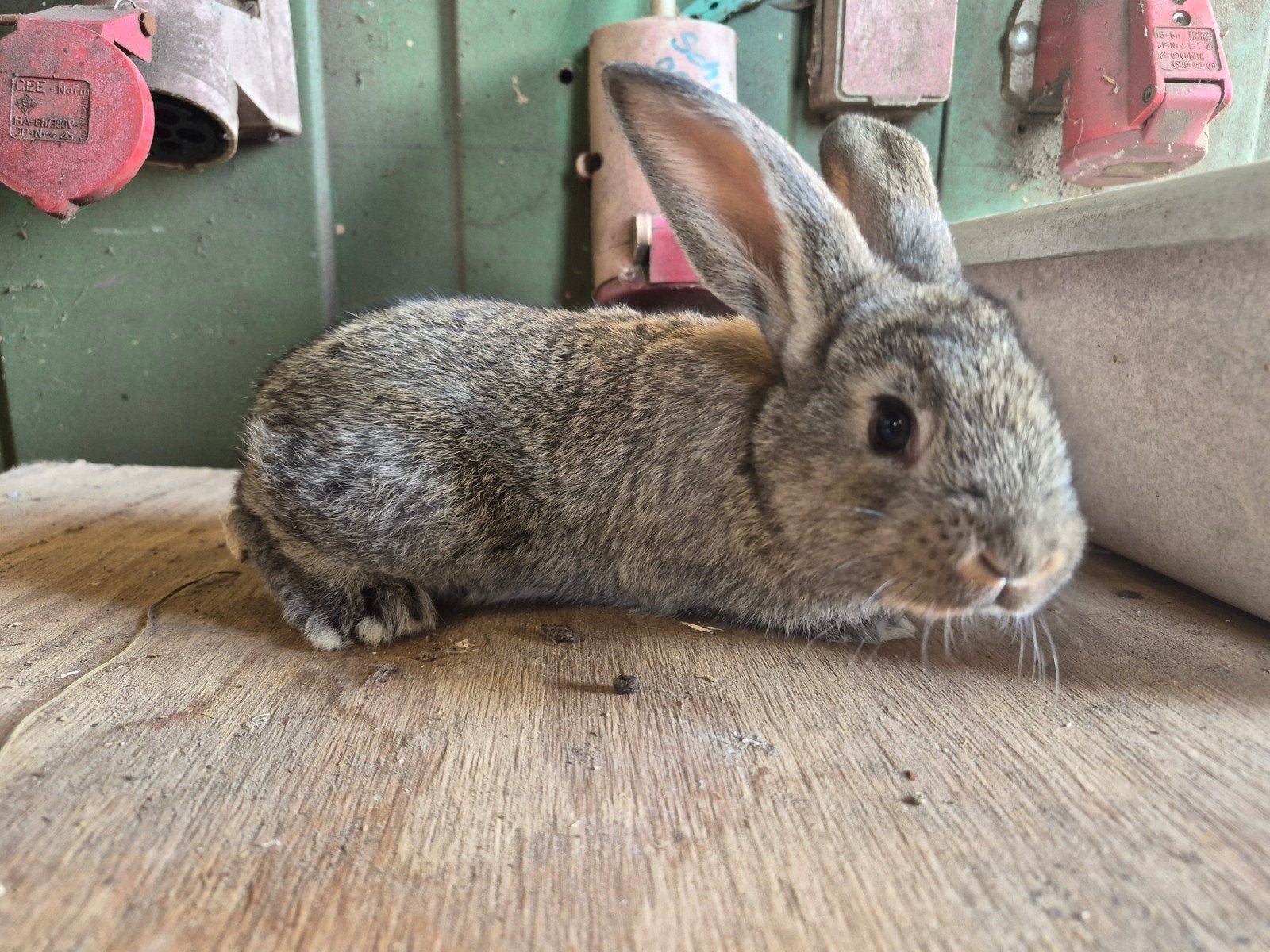 Baby konijnen te koop, Dieren en Toebehoren, Konijnen, Geslacht onbekend, Dwerg, Hangoor, 0 tot 2 jaar