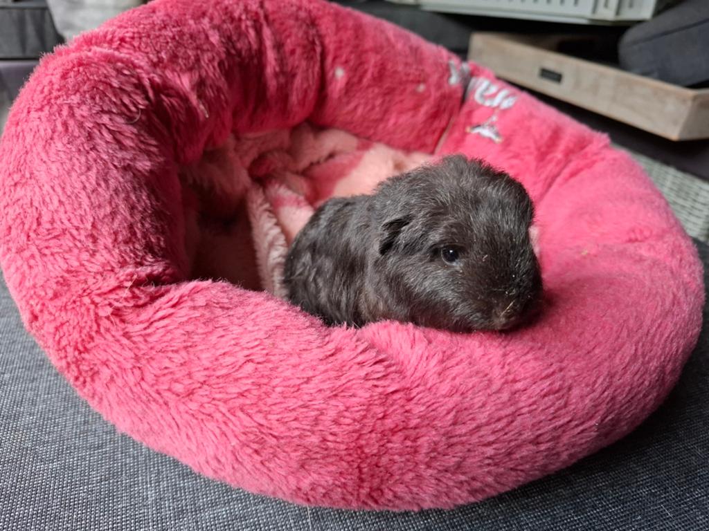 CH cavia beertje zoekt nog goed huisje, Dieren en Toebehoren, Cavia, April, Mannelijk, Tam