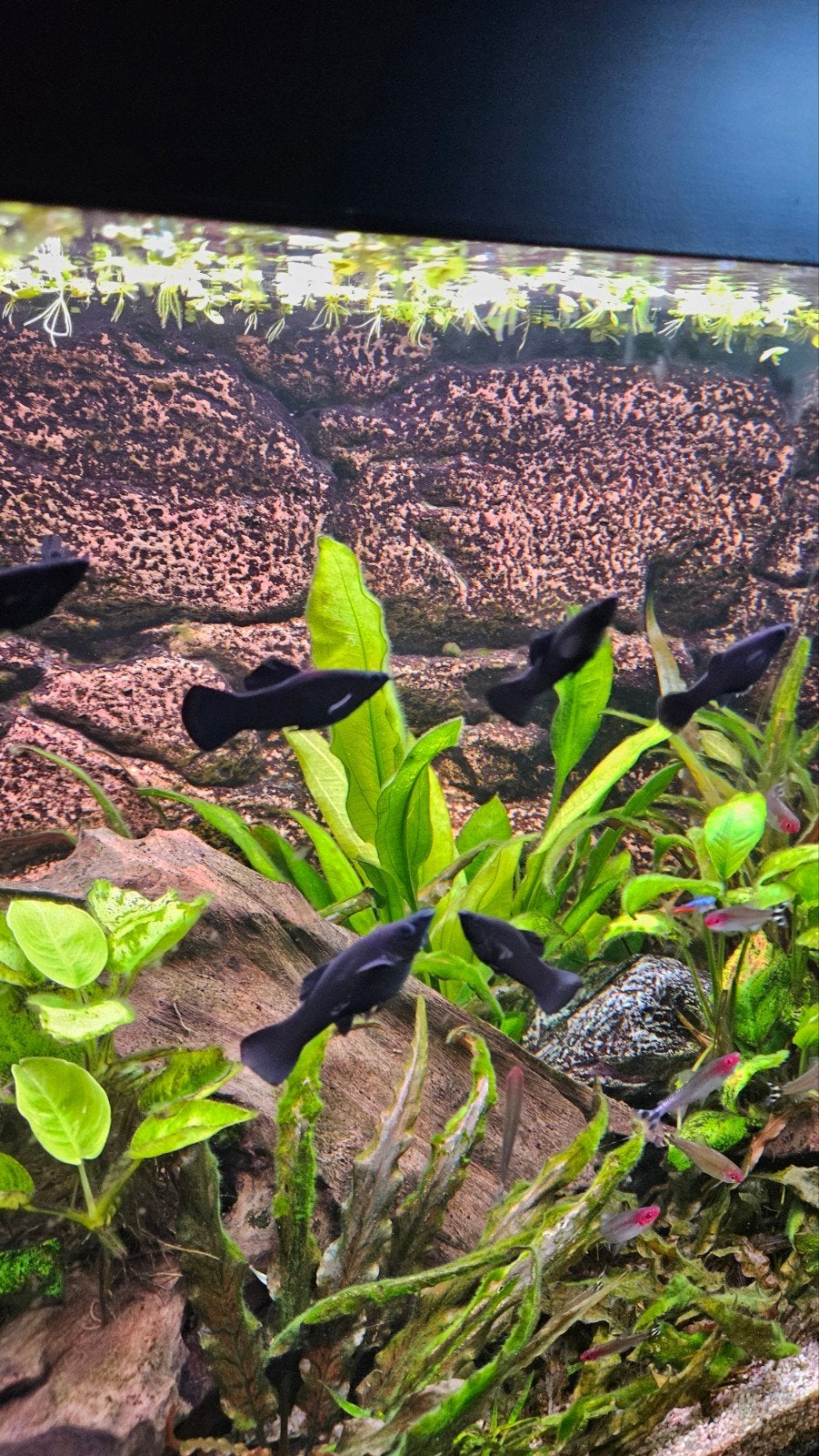 Black Mollys., Hagedis, 0 tot 2 jaar