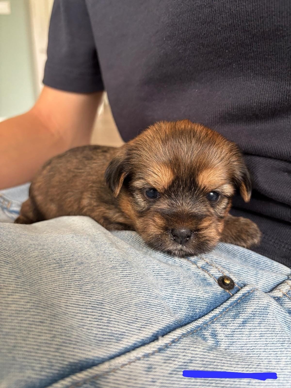 Boomer pups, Parvo, 8 tot 15 weken, Meerdere, Meerdere dieren