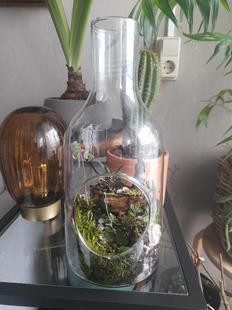 Planten terrarium, Huis en Inrichting, Kamerplanten, Ophalen, Overige soorten, Halfschaduw, In pot