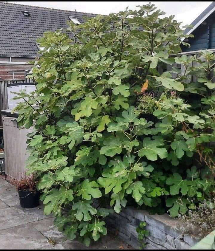 Grote vijgenstruik, Ophalen, Overige soorten, Struik, 250 cm of meer
