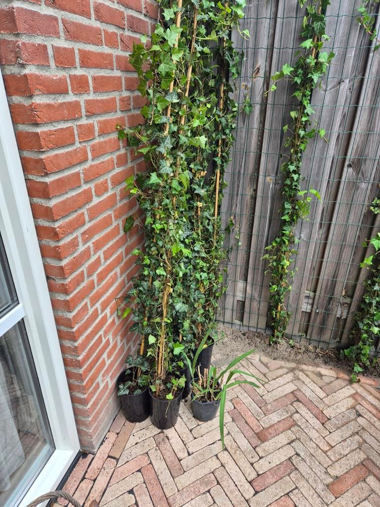 Klimop (Hedera helix), Ophalen, Bloeit niet, Klimplanten, Halfschaduw