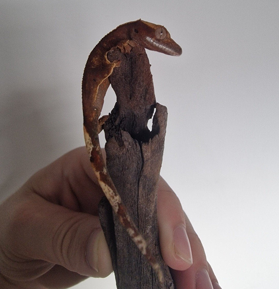 harlequin wimper gekko Crested Gecko photo 2