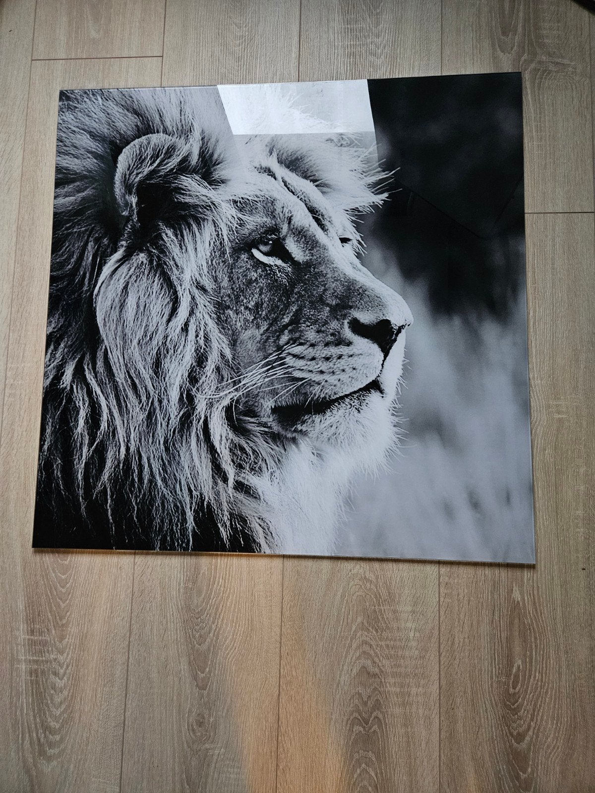 Leeuw op glas - Zwart-wit wanddecoratie, Ophalen, Zo goed als nieuw, Schilderij