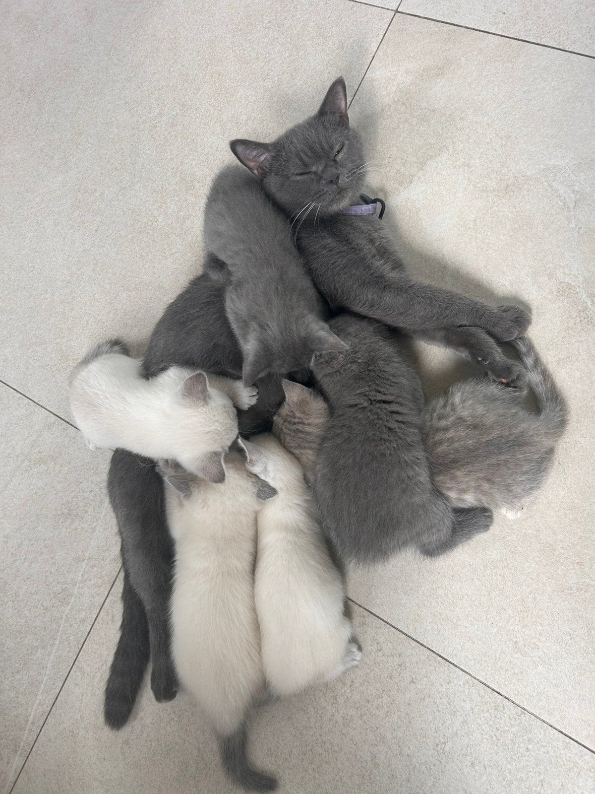 Britse korthaar kittens, Meerdere dieren, Ontwormd, 0 tot 2 jaar