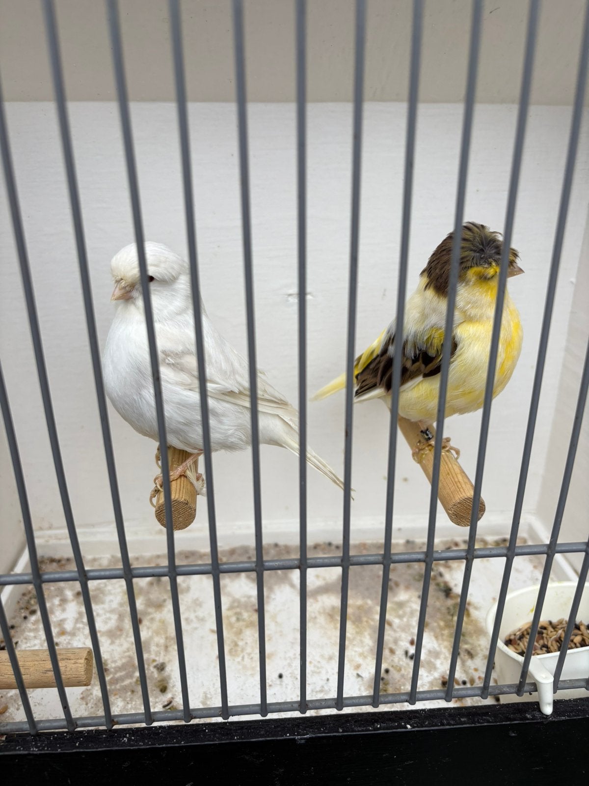 Gloster poppen, Dieren en Toebehoren, Vrouwelijk