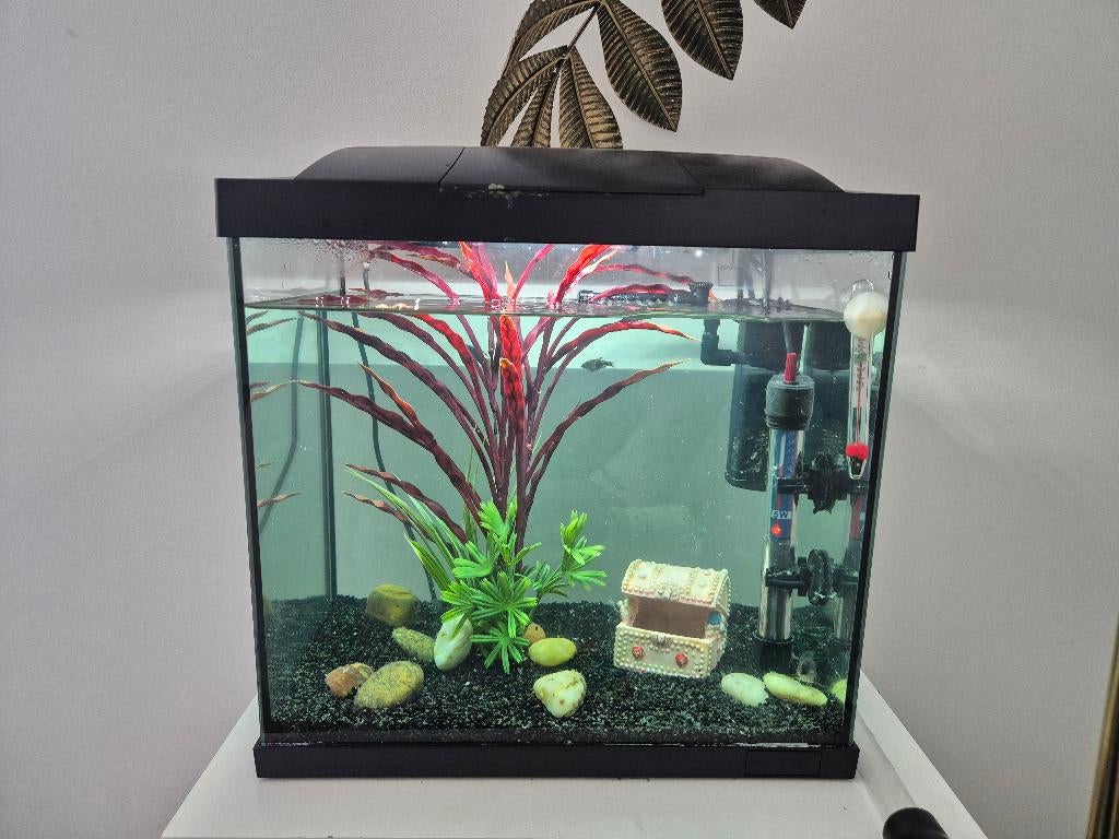 Aquarium superfish start 30, Ophalen, Inclusief vissen, Superfish, Gevuld zoetwateraquarium