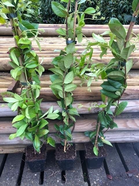 Nieuw binnen!! Toscaanse Jasmijn, 80-100 cm € 8,95 per stuk, Volle zon, Vaste plant, Ophalen of Verzenden, Klimplanten