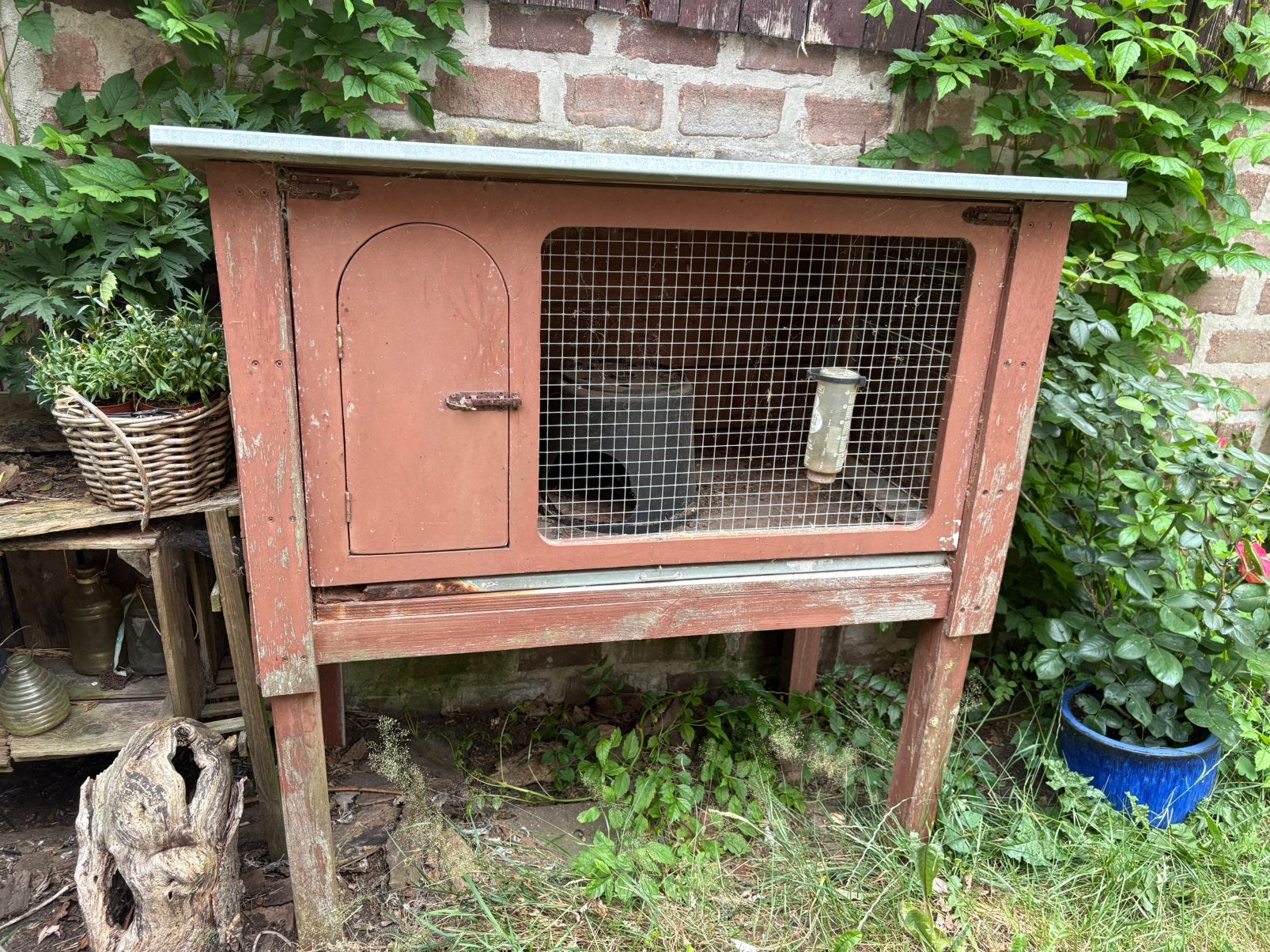 Gratis Konijnen/ cavia hok, Dieren en Toebehoren, 110 cm of meer, Zo goed als nieuw, Hok, Cavia