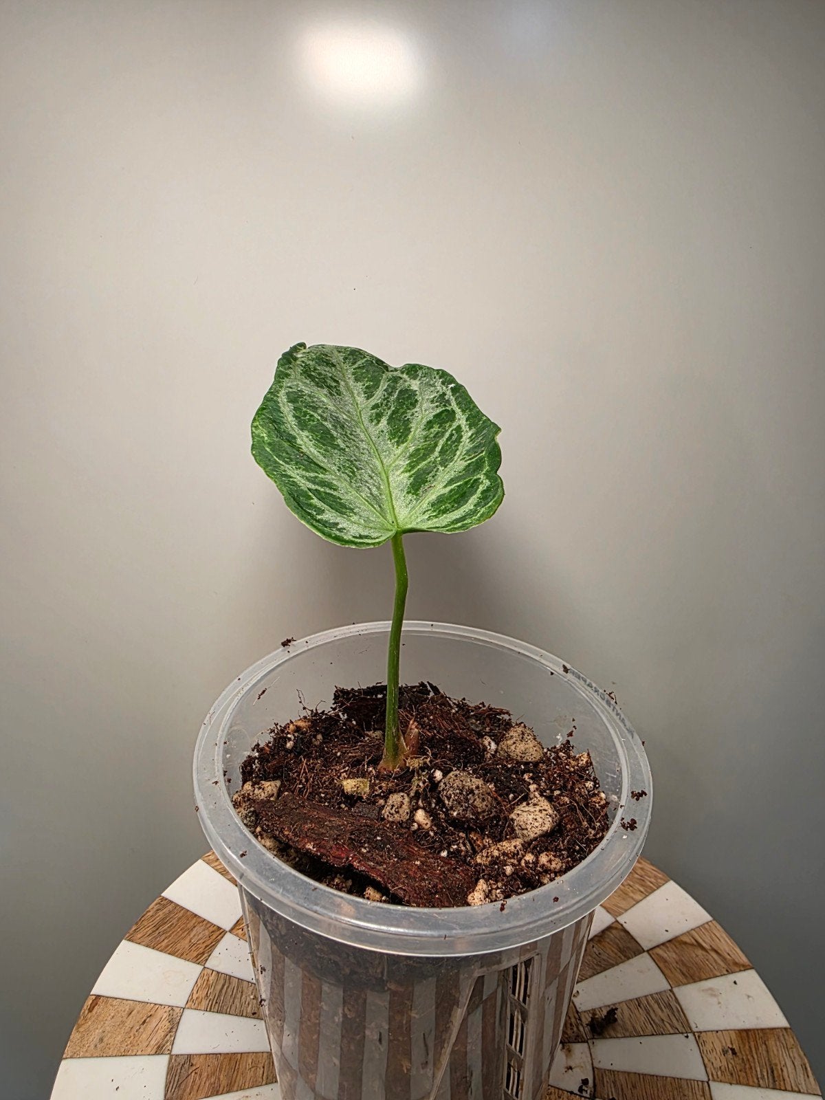 Anthurium Silver Blush Mint/Blister Variegation clone, Ophalen of Verzenden, Halfschaduw, Minder dan 100 cm