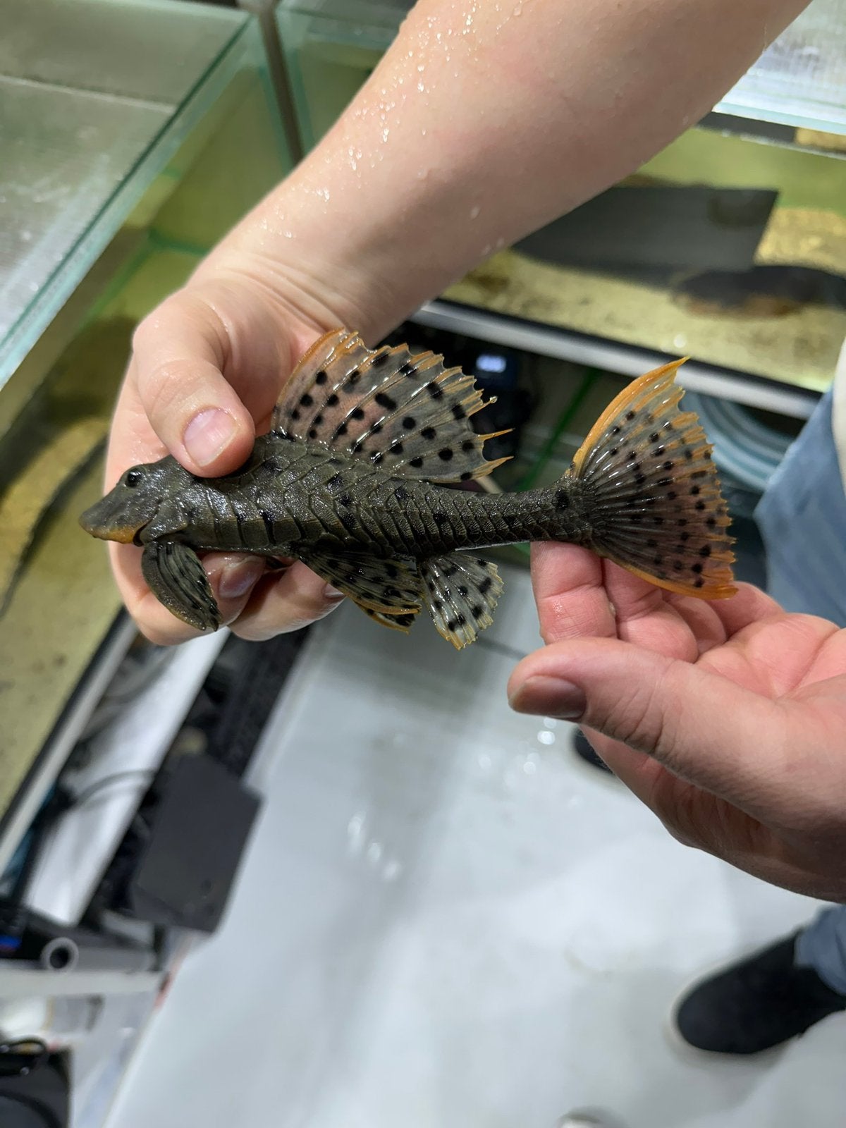 L095 Pinecone Pleco / Orange Cheek Pleco, Vis