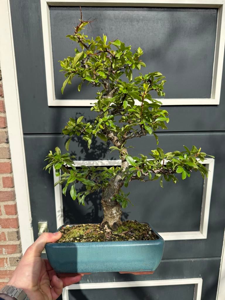 Waanzinnige Vuurdoorn Bonsai, Bloeit niet, Halfschaduw, Minder dan 100 cm, Overige soorten