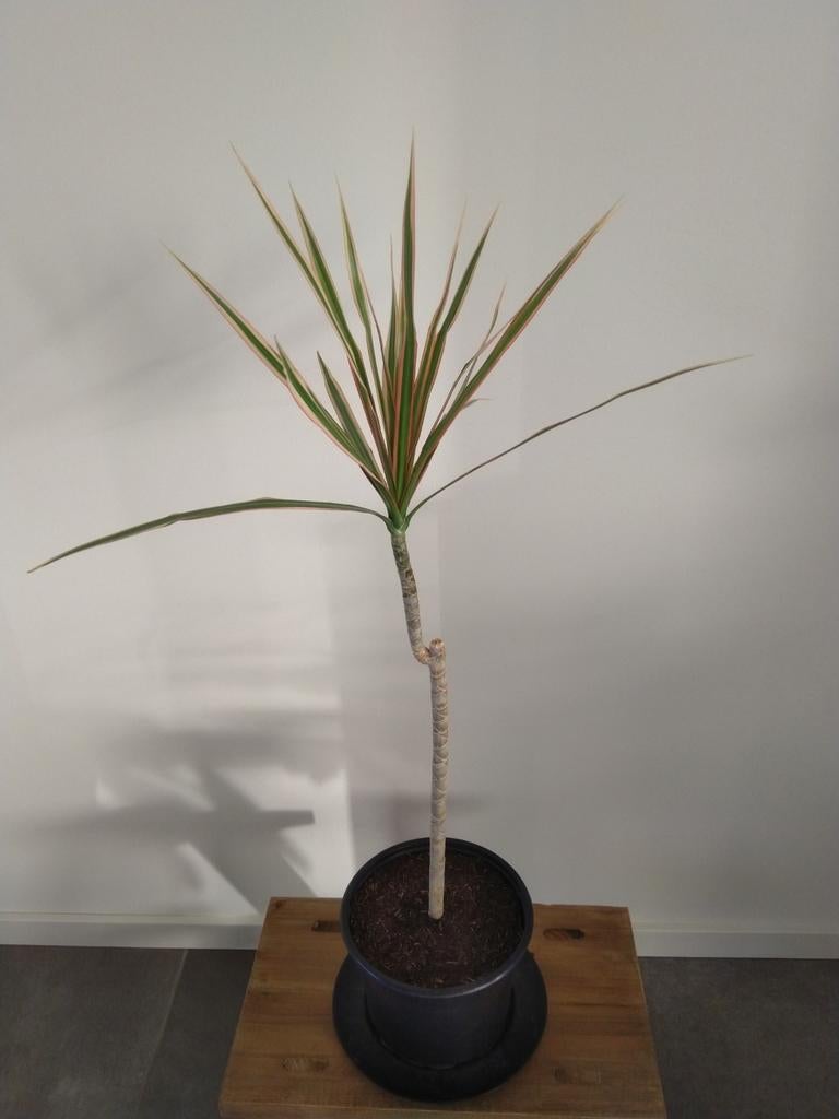 Dracaena Marginata bicolor, drakenbloedboom., Ophalen, Halfschaduw, Minder dan 100 cm