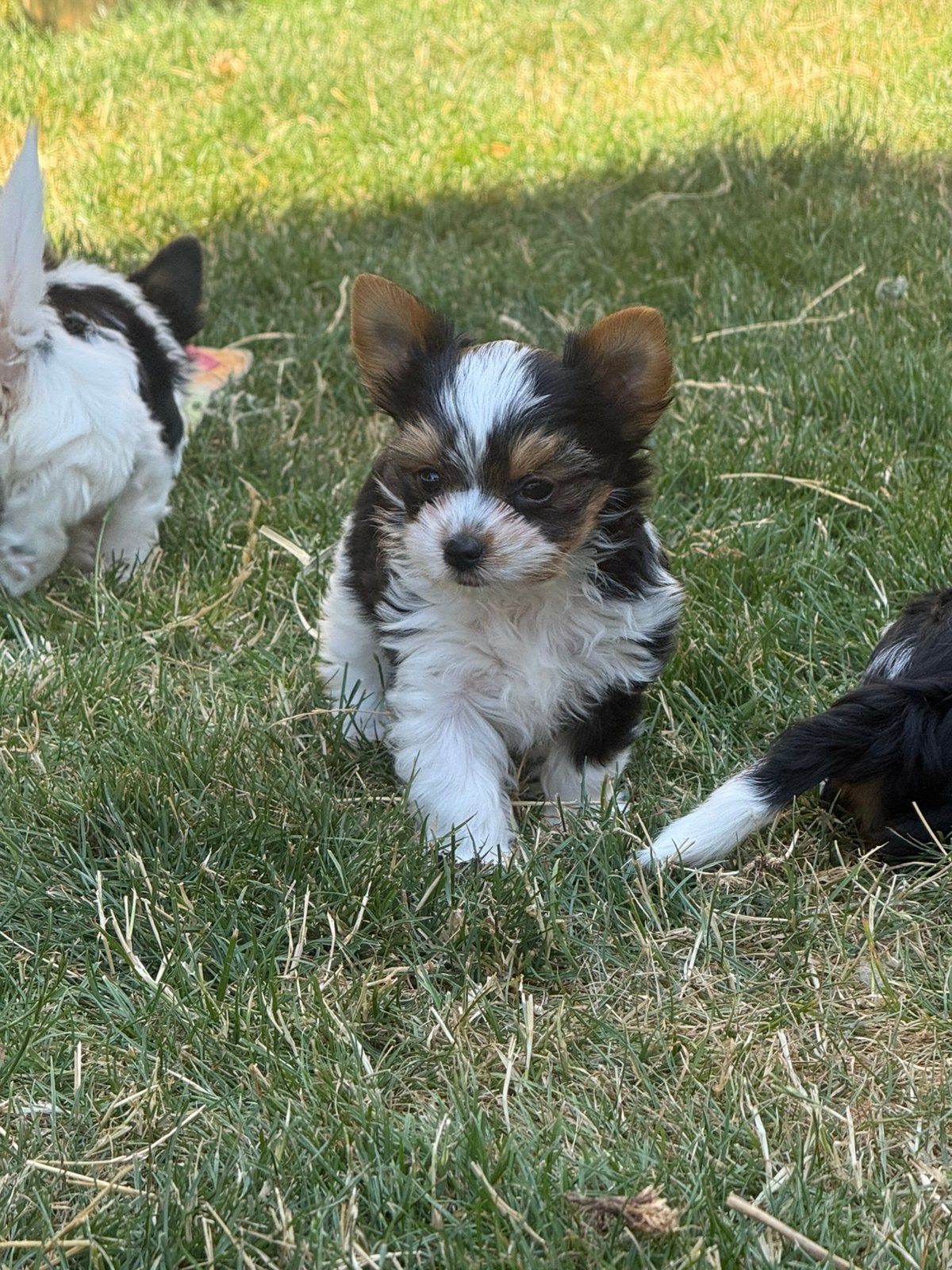 Bieweryork pups, Parvo, België, Overige rassen, 8 tot 15 weken