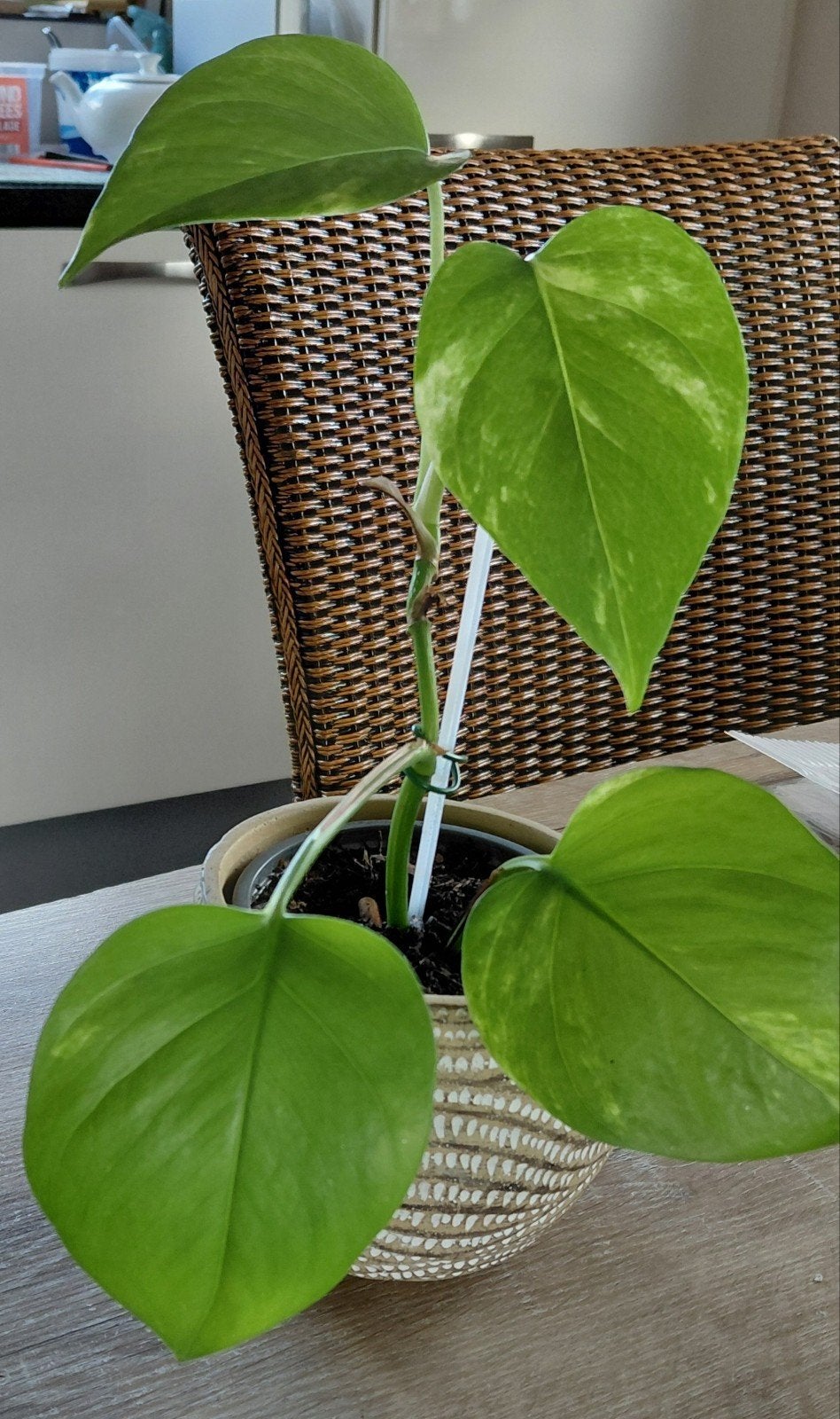 Draken klimop in mooie stenen pot, Overige soorten, In pot, Minder dan 100 cm, Groene kamerplant