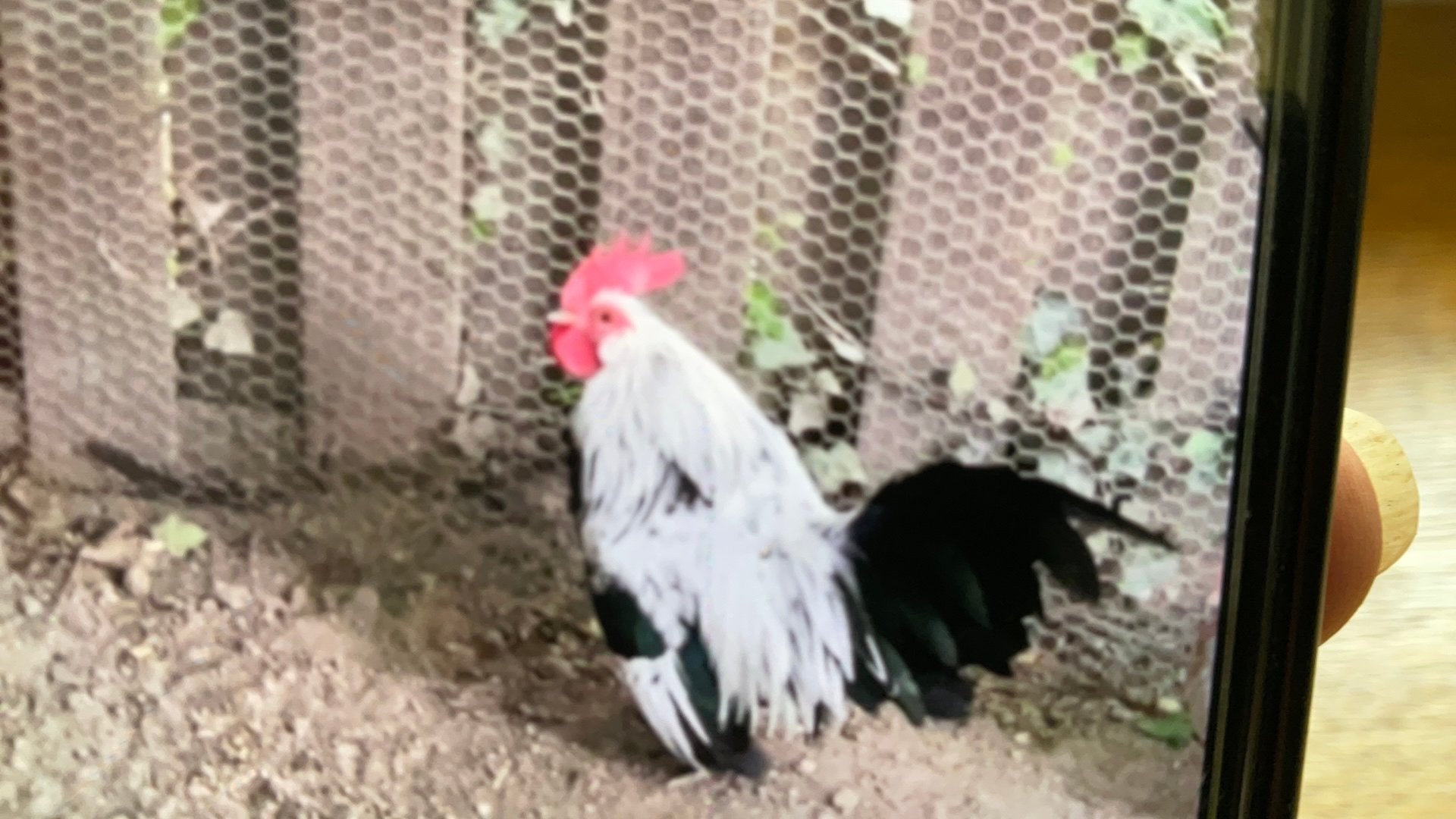Mooie Hollandse krielhaantje, Dieren en Toebehoren, Mannelijk, Kip