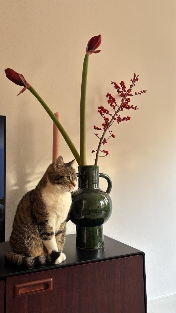 Twee lieve poezen, Dieren en Toebehoren, Meerdere dieren, 6 jaar of ouder