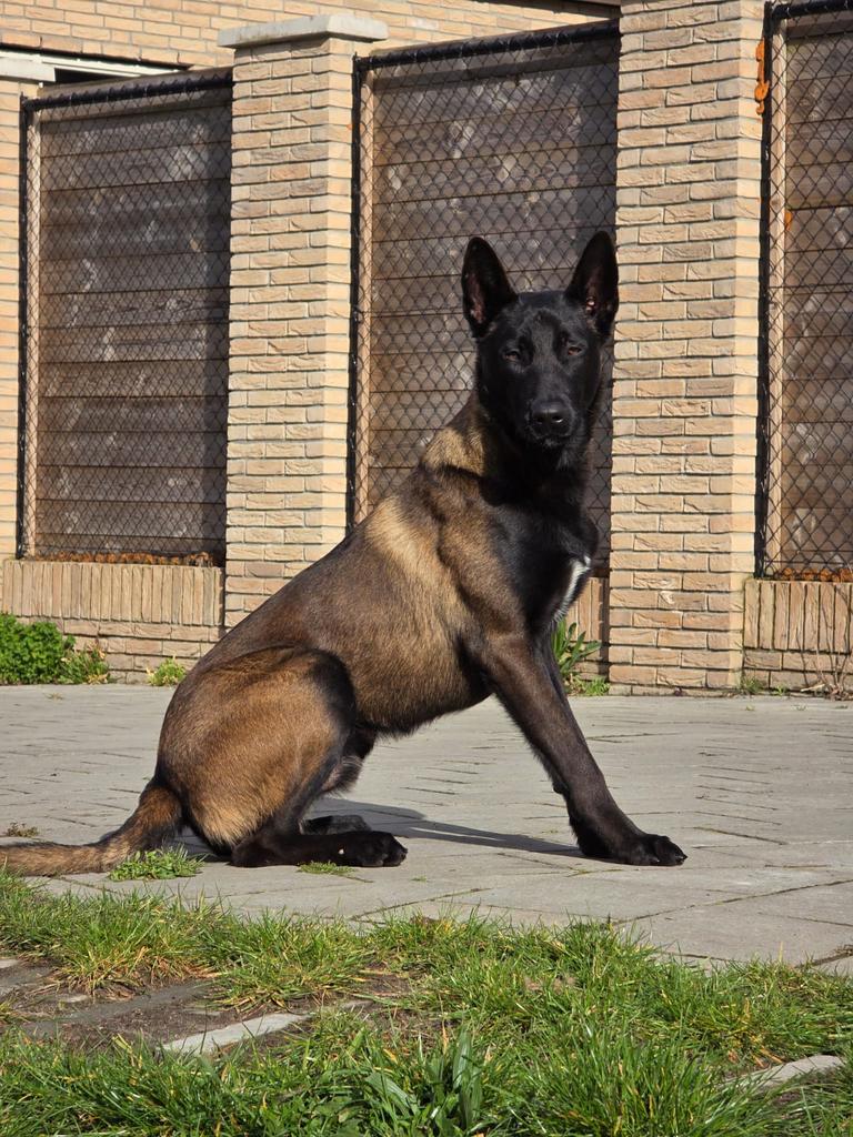 Mechelse herder Reu, Dieren en Toebehoren, Honden | Herdershonden en Veedrijvers, Parvo, Reu, 1 tot 2 jaar, Eén hond