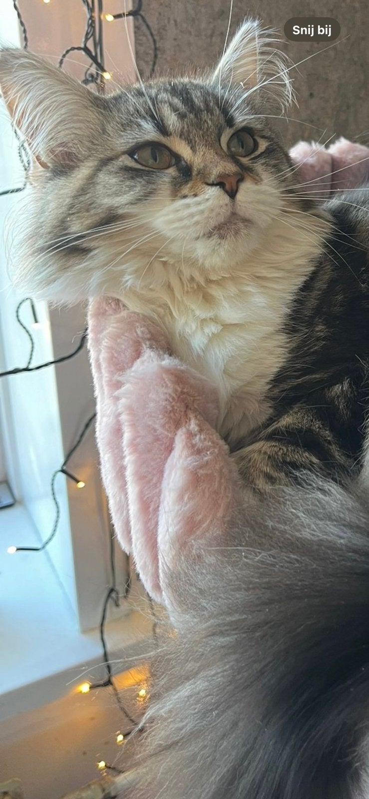 Dek kater gezocht, Poes