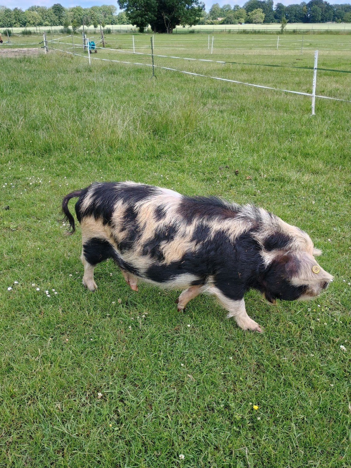 Te koop 3 jarige stamboek Kune Kune zeug Betsy, Dieren en Toebehoren, Vrouwelijk, Varken, 3 tot 5 jaar