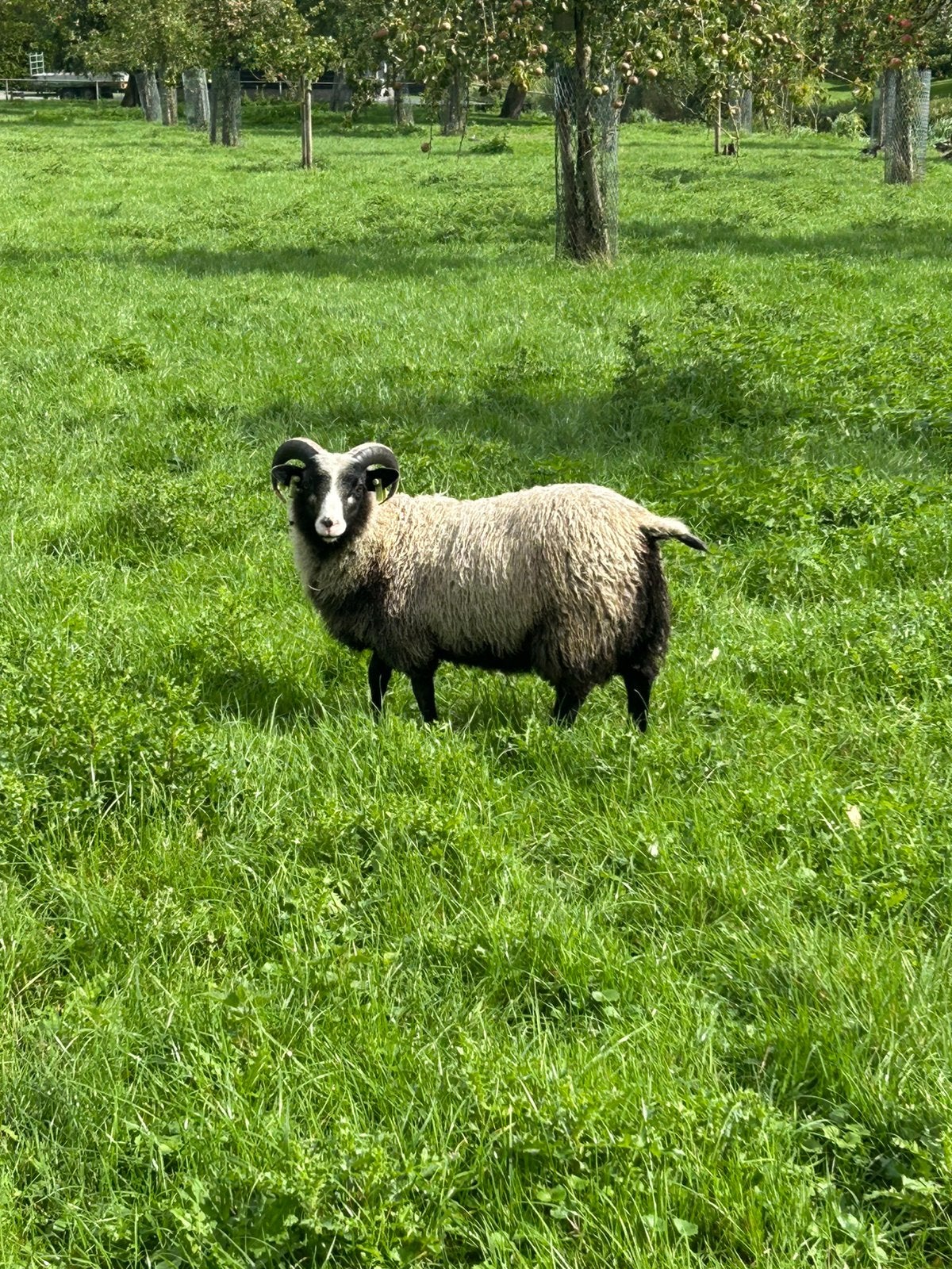 Shetland rammen tekoop/ruil gezocht, Dieren en Toebehoren, Mannelijk, Schaap, 0 tot 2 jaar