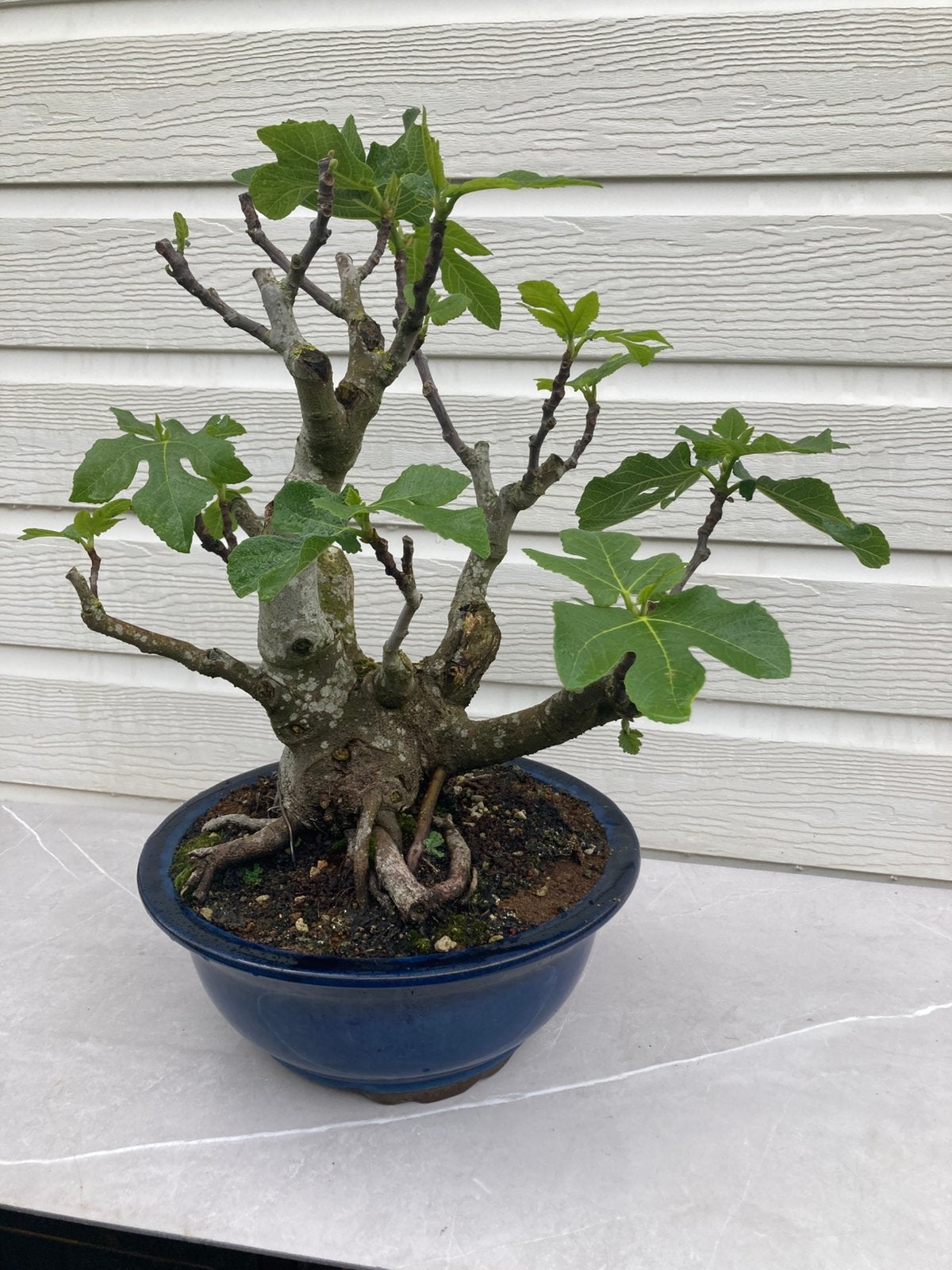 Bonsai Ficus Carica vijgenboom, Bloeit niet, Overige soorten, Minder dan 100 cm, Ophalen