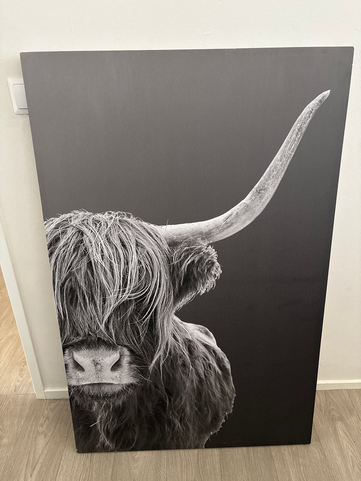 Grote zwart-wit print van Schotse Hooglander, Ophalen of Verzenden, 75 tot 100 cm, 75 cm of meer, Print