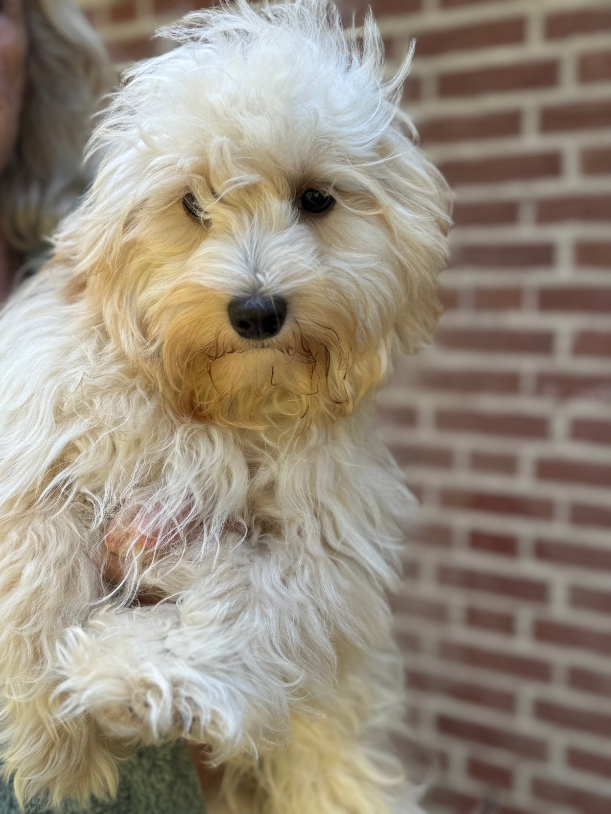 Lieve zindelijke puber pups Maltipoo en Boomer, Poedel, Parvo, Nederland, 8 tot 15 weken