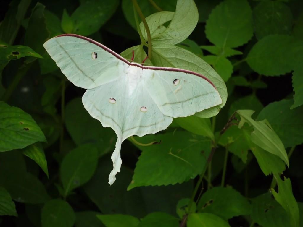Actias Selene Eitjes/rupsen, Dieren en Toebehoren, Vlinders of Rupsen