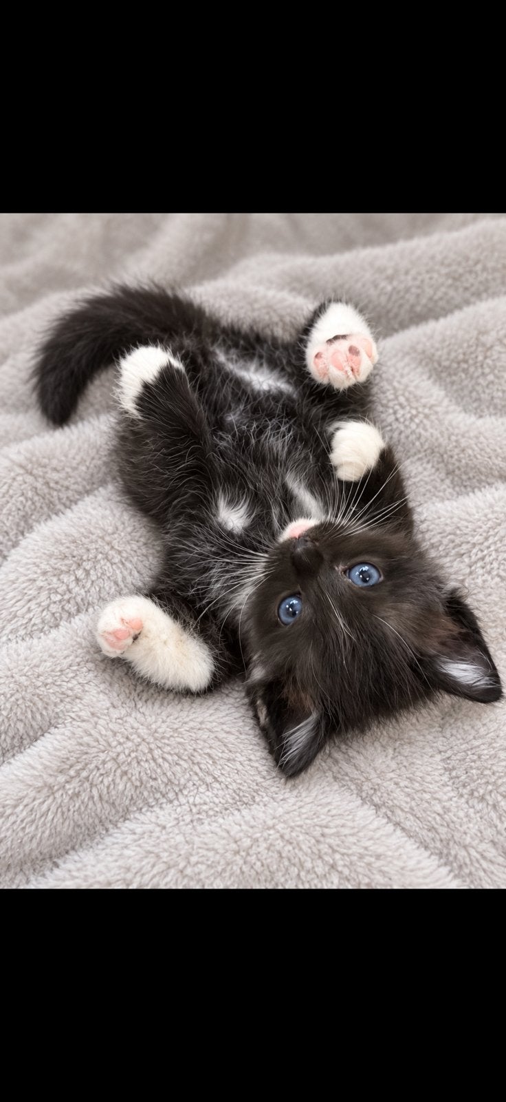 Maincoon/ragdoll, Meerdere dieren, Ontwormd, 0 tot 2 jaar