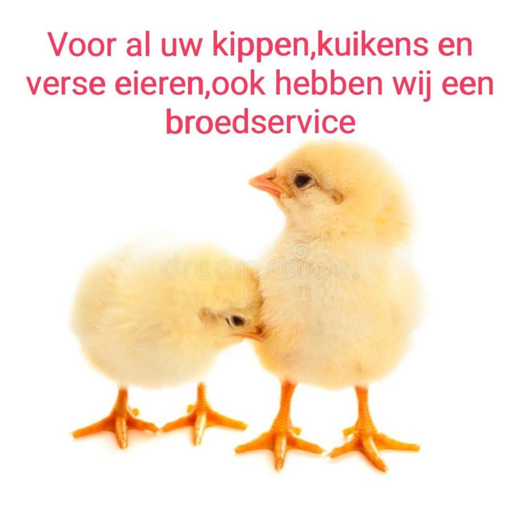 Kuikens, Dieren en Toebehoren, Pluimvee, Meerdere dieren, Kip