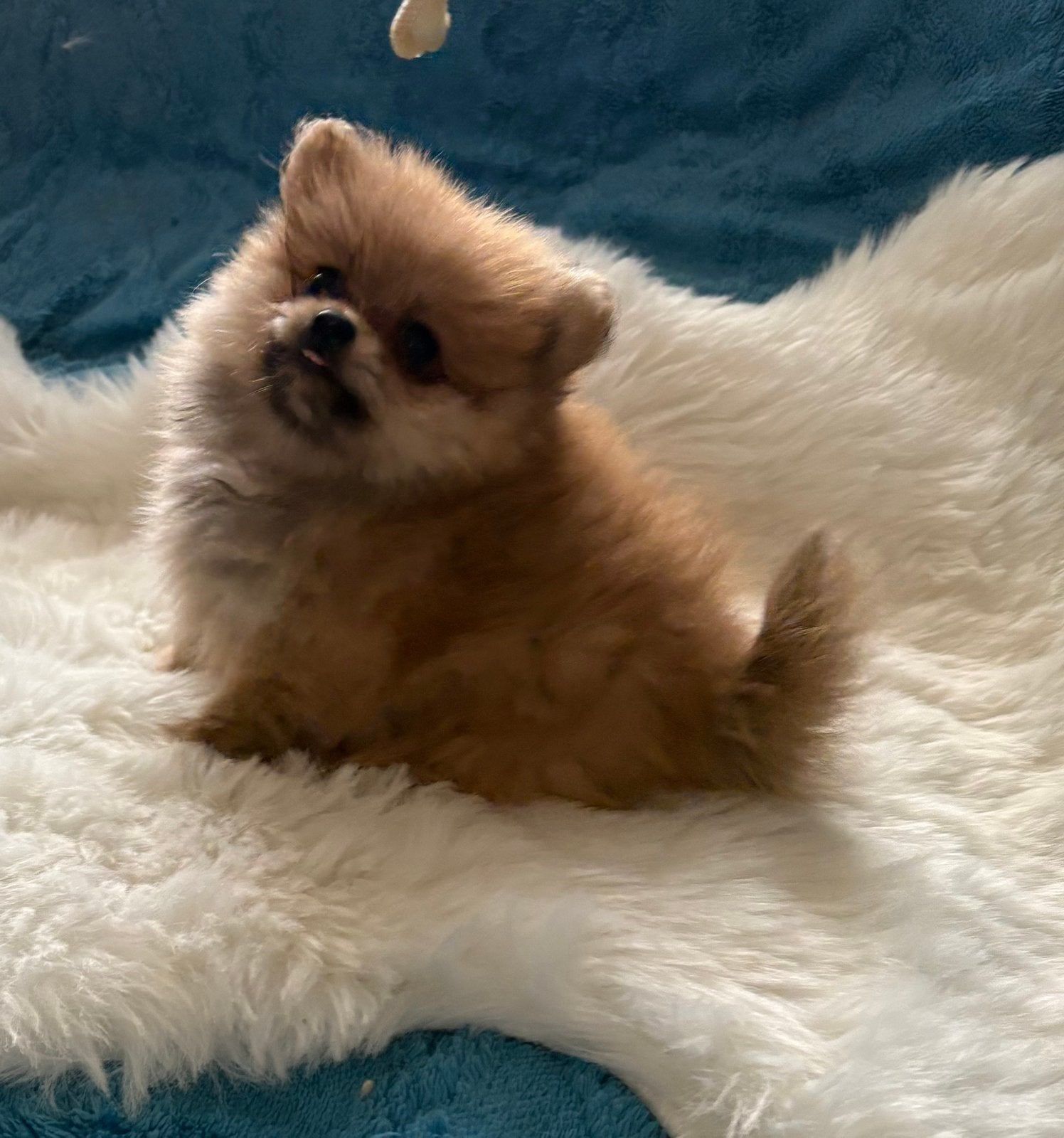 Mooie lieve pompomchi pups, CDV (hondenziekte), 8 tot 15 weken, Meerdere, Meerdere dieren