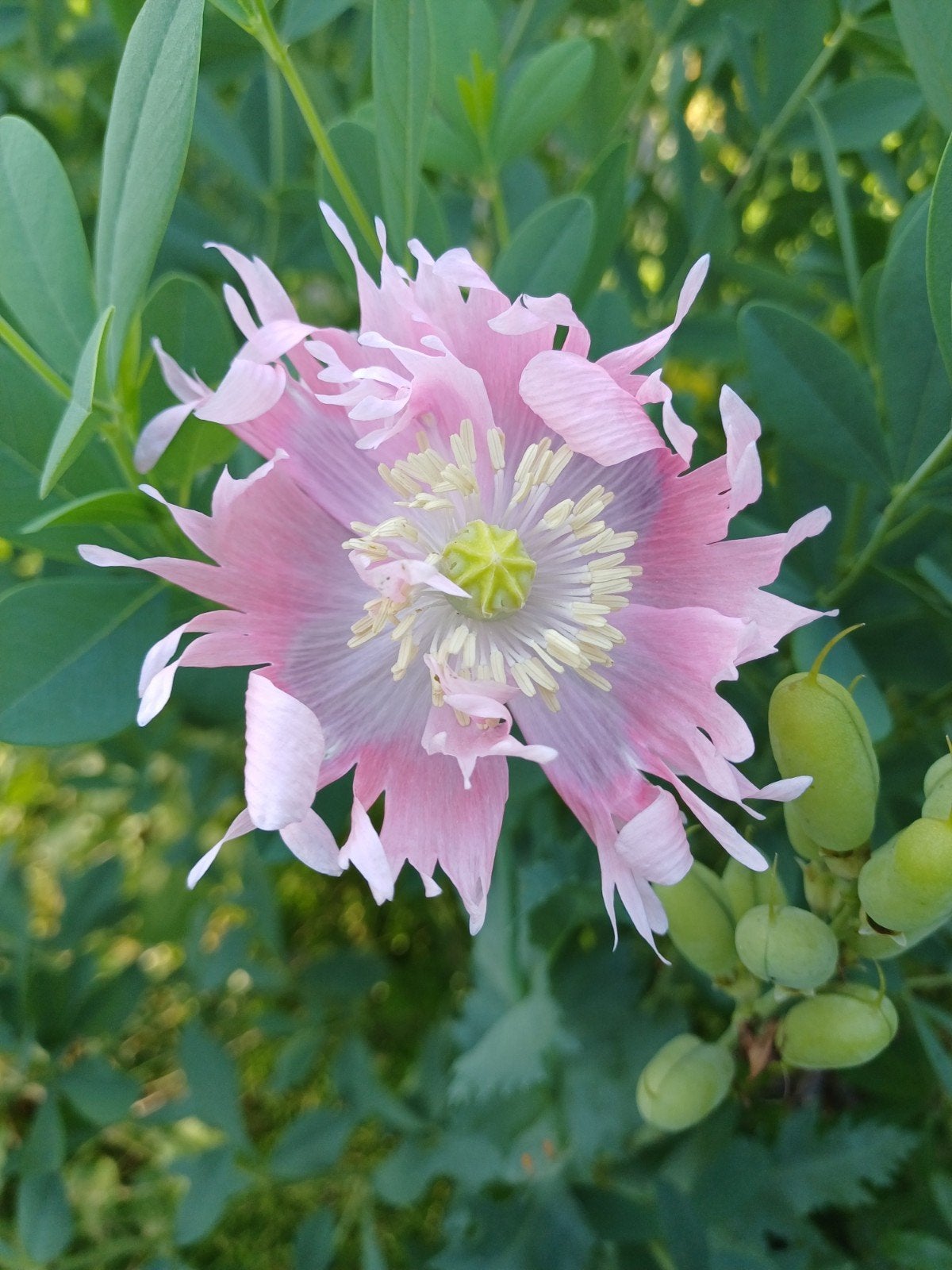 Papaver roze, Ophalen of Verzenden, Voorjaar, Volle zon, Zaad