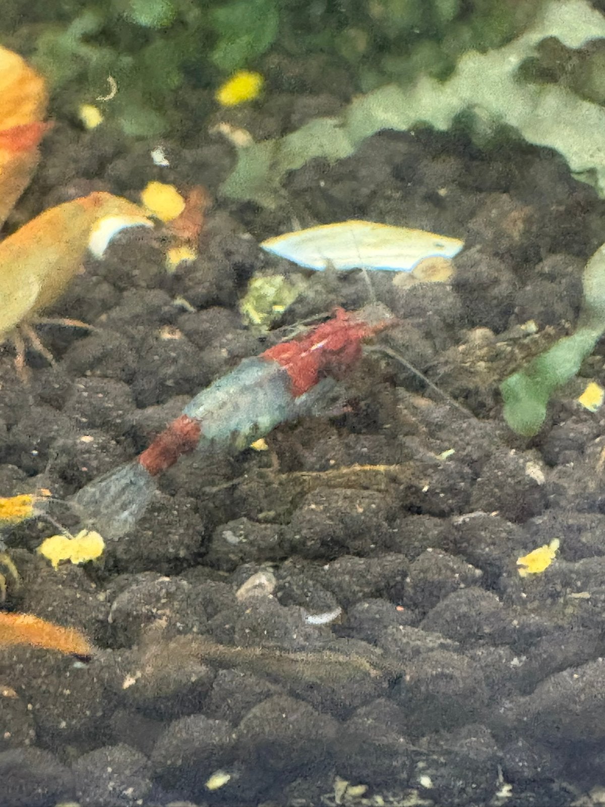 Neocardinaal garnalen. Op leidingwater., Dieren en Toebehoren, Kreeft, Krab of Garnaal