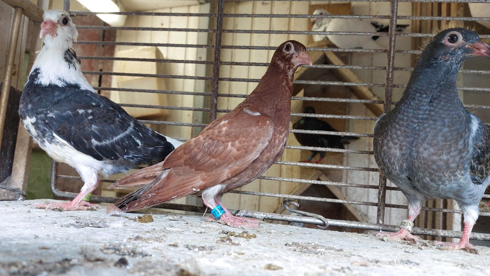 Jonge postduiven, Dieren en Toebehoren, Meerdere dieren, Postduif