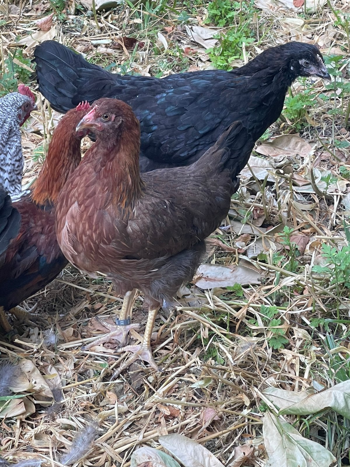 Grote Marans, Brahma en Welsumer hennen te koop, Dieren en Toebehoren, Pluimvee, Vrouwelijk, Kip