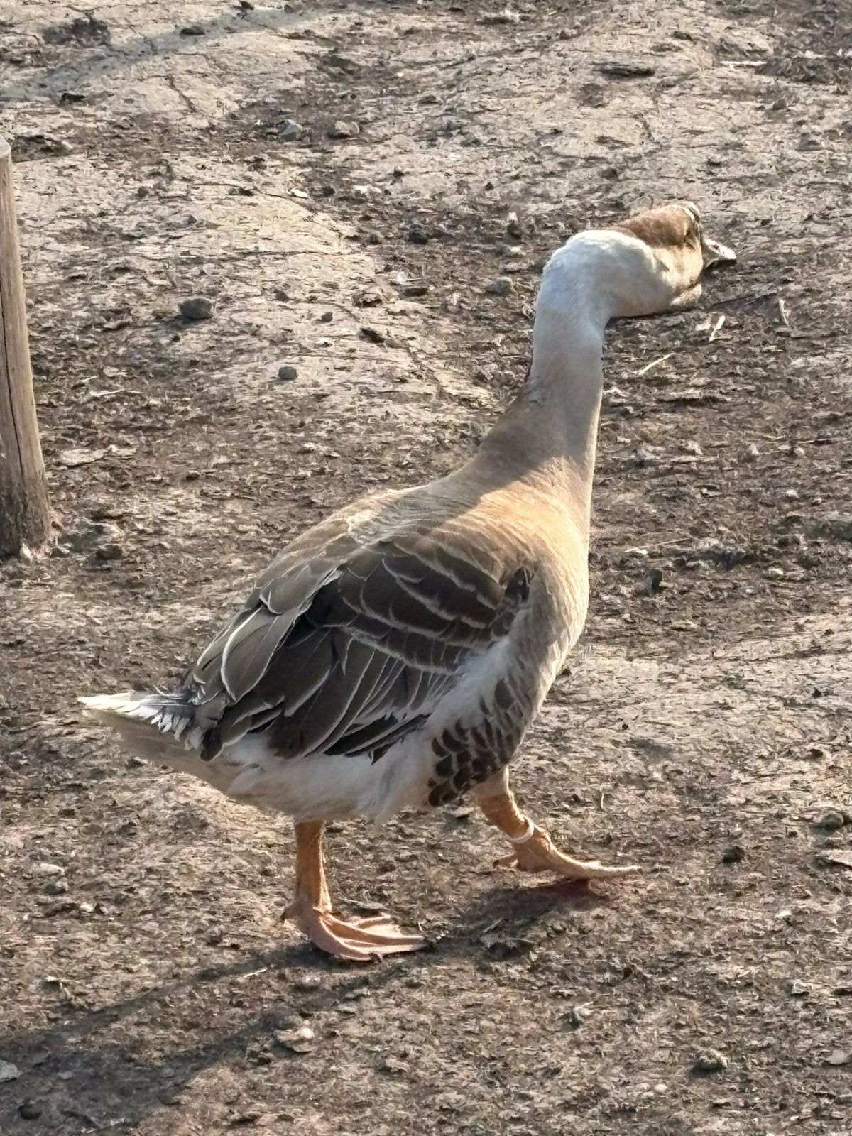 Ganzen, Dieren en Toebehoren, Pluimvee, Gans of Zwaan, Meerdere dieren
