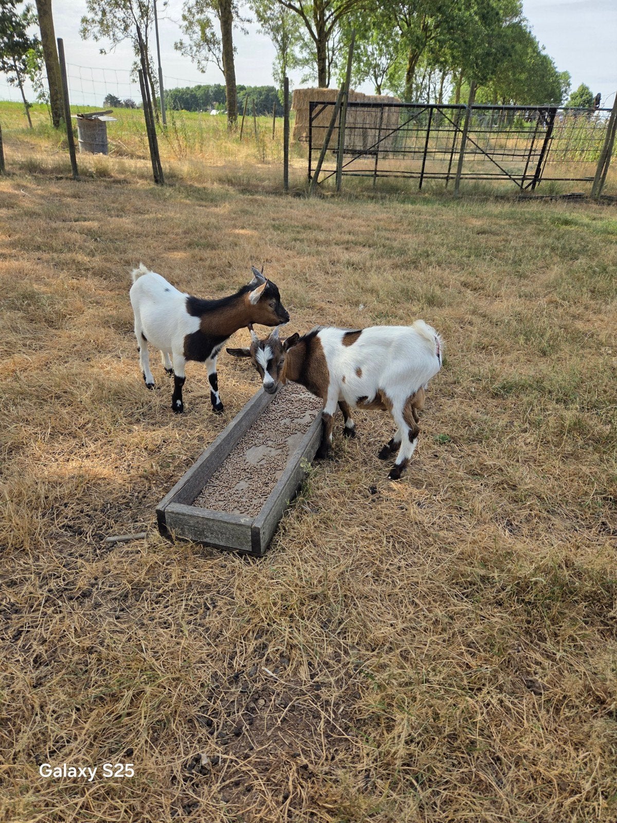 geiten bokjes., Dieren en Toebehoren, Mannelijk, Geit