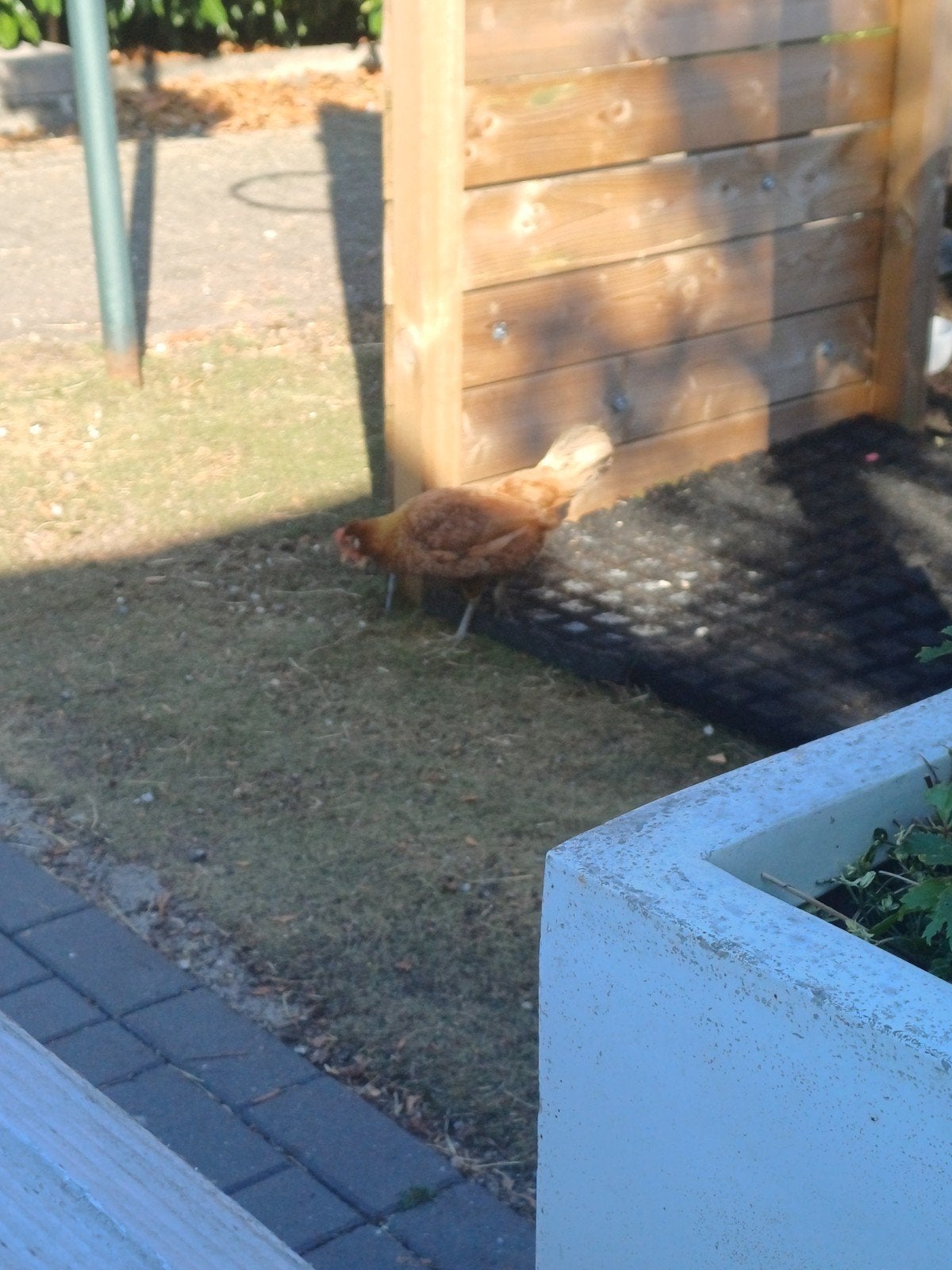 Kippen, Dieren en Toebehoren, Pluimvee, Meerdere dieren, Kip