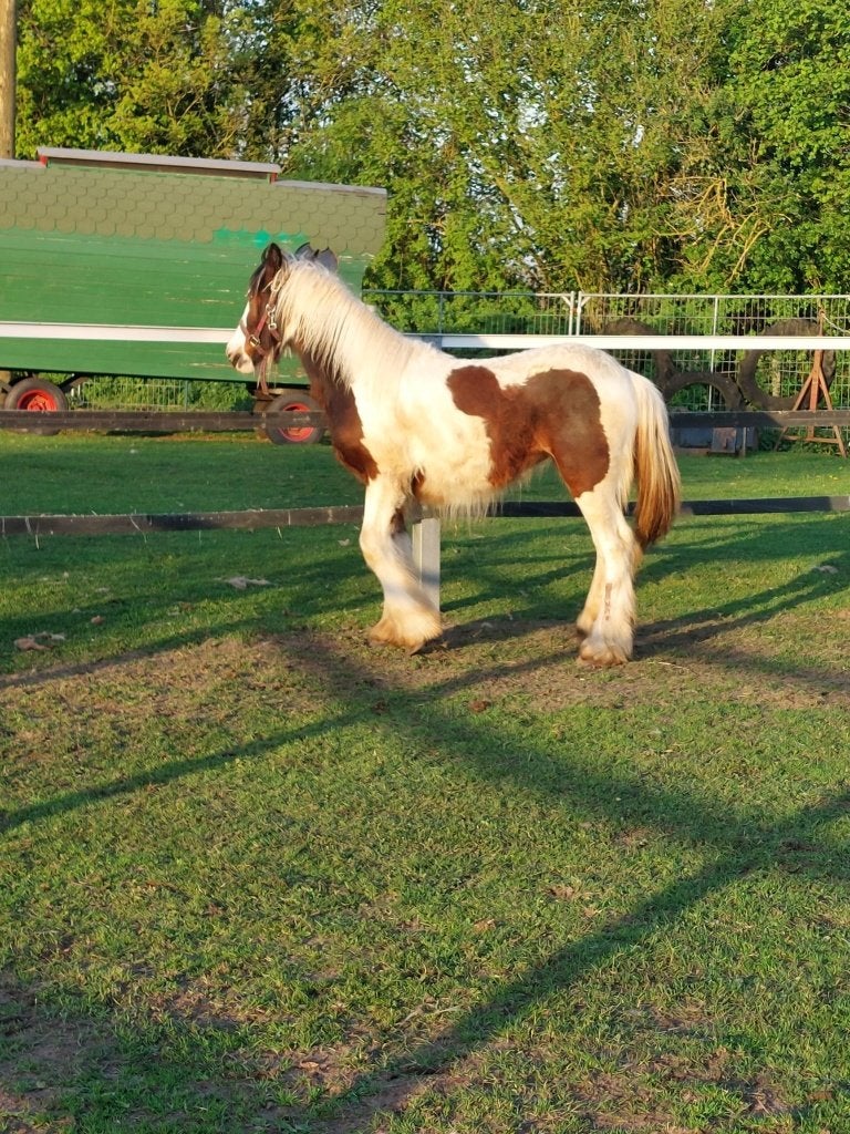 tinker.s, Dieren en Toebehoren, Paarden, Minder dan 160 cm, Met stamboom, Niet van toepassing, 0 tot 2 jaar