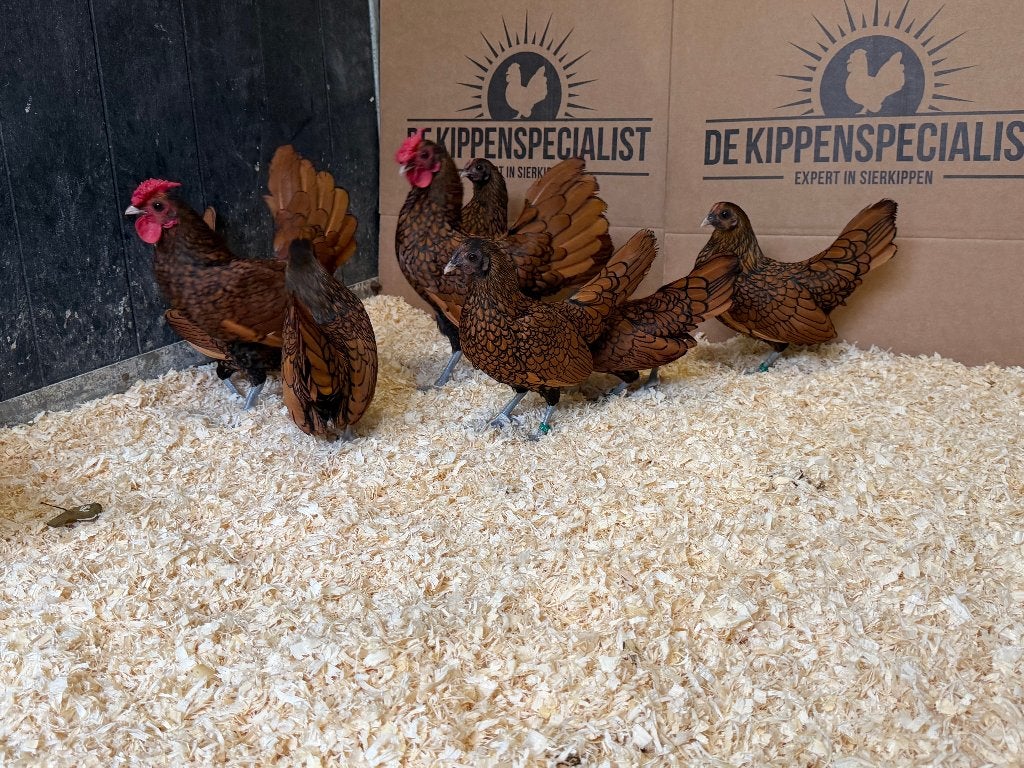 Jonge Sebright kriel goud zwart gezoomd gesekst & ingeënt, Vrouwelijk, Kip