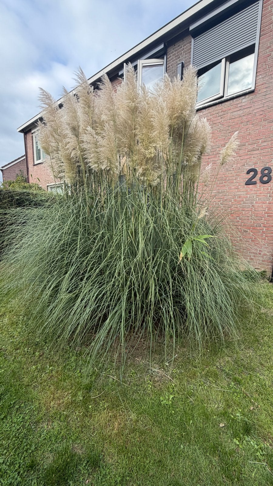 Gratis zelf uitscheppen Pampasgras (Cortaderia selloana), Volle zon, Vaste plant, Siergrassen, Ophalen of Verzenden