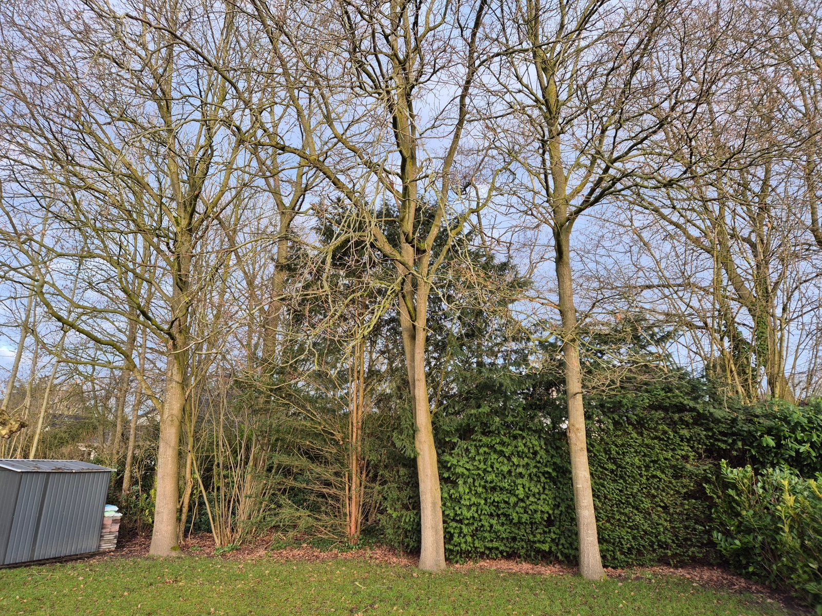 Gratis bomen kappen / snoeien, Ophalen of Verzenden, Volle zon, Overige soorten