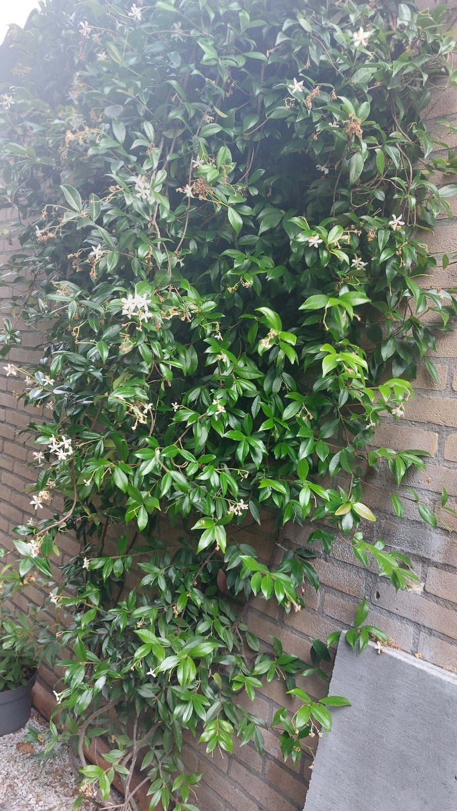 Jasmijn klimplant - 3 meter hoog, Ophalen